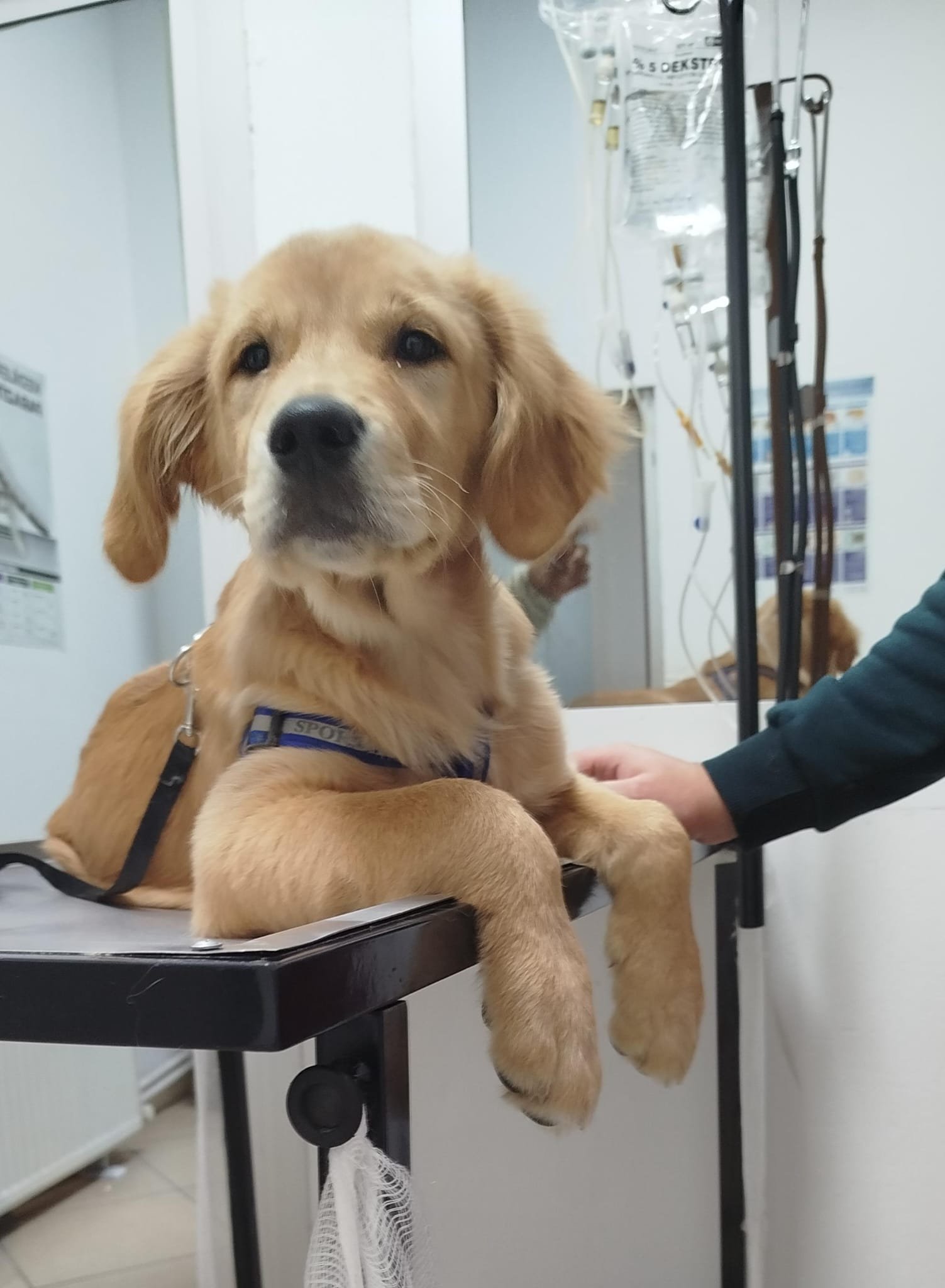 Peram Veteriner Kliniği — Nevşehir